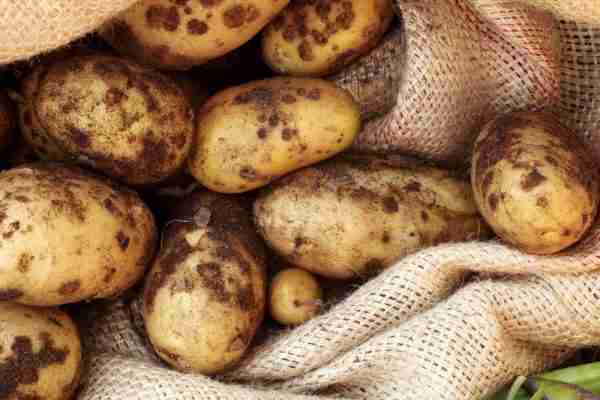 10kg Bag of Potatoes nz